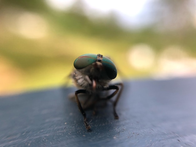 Photo vue rapprochée d'une mouche sur du bois