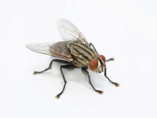 Photo vue rapprochée d'une mouche sur fond blanc