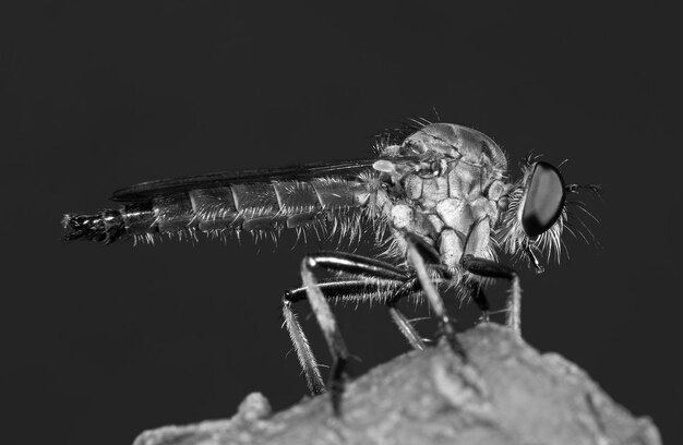 Photo vue rapprochée de la mouche sur fond noir