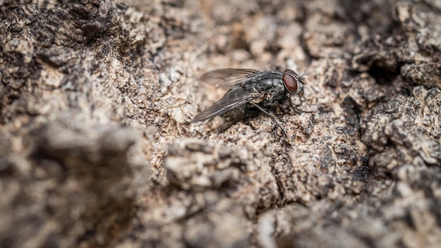 Vue rapprochée de la mouche sur le rocher