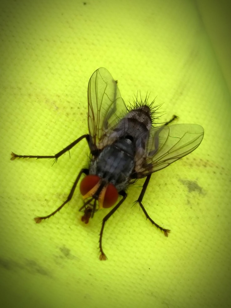 Photo vue rapprochée d'une mouche sur une surface jaune
