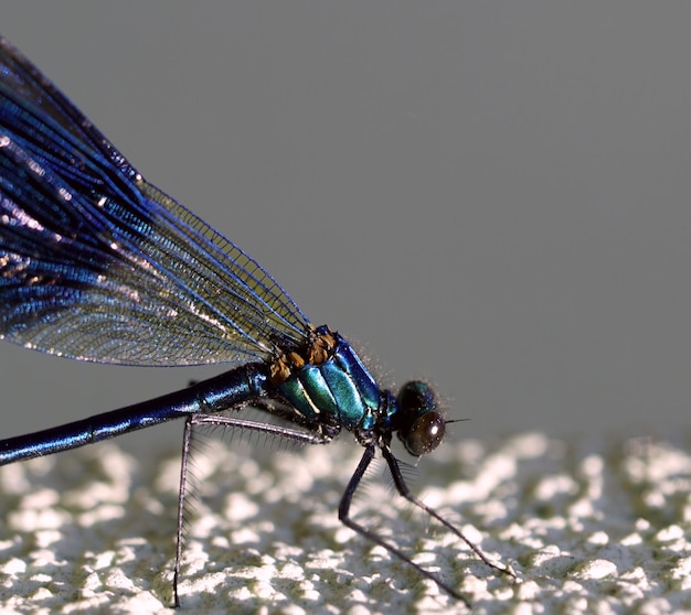 Vue rapprochée de la mouche à la surface
