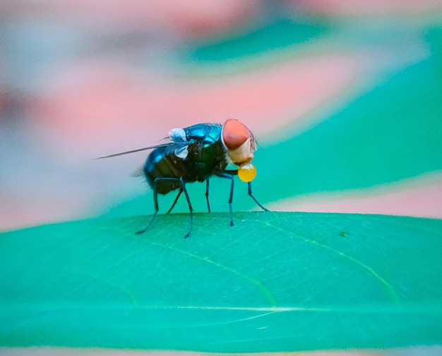 Photo vue rapprochée de la mouche