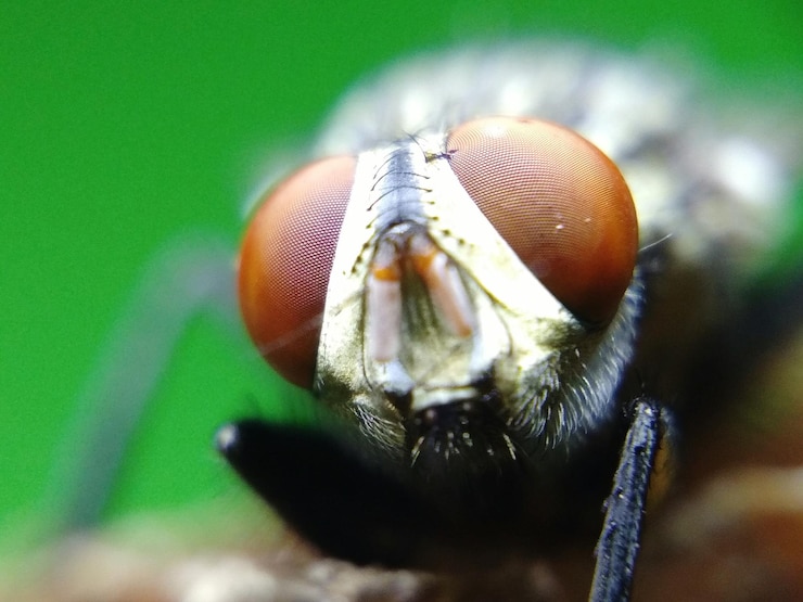 Photo vue rapprochée de la mouche