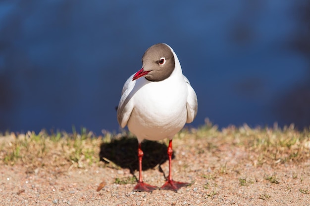 Photo vue rapprochée d'une mouette blanche debout sur le rivage