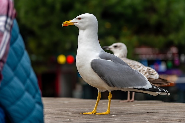 Vue rapprochée d'une mouette dans la ville d'Istanbul, en Turquie