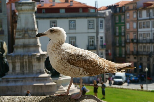 Vue rapprochée d'une mouette perchée sur un bâtiment