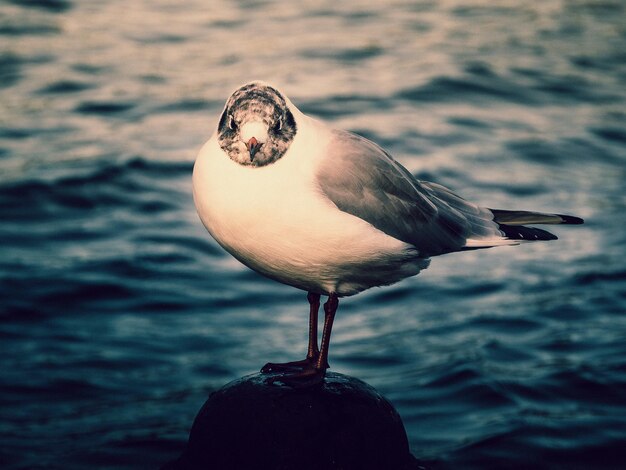 Photo vue rapprochée d'une mouette perchée en mer