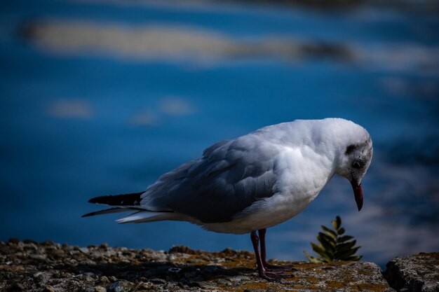 Photo vue rapprochée d'une mouette perchée sur un rocher au bord de la mer