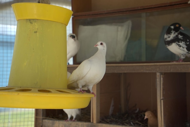 Photo vue rapprochée d'une mouette perchée