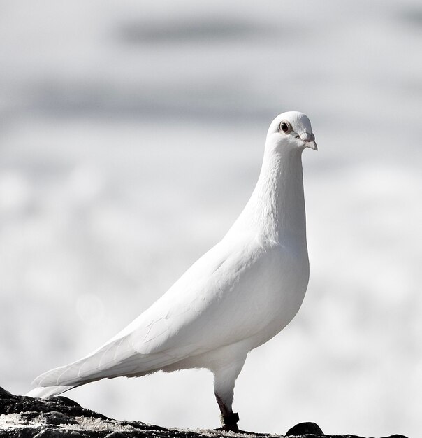 Photo vue rapprochée d'une mouette perchée