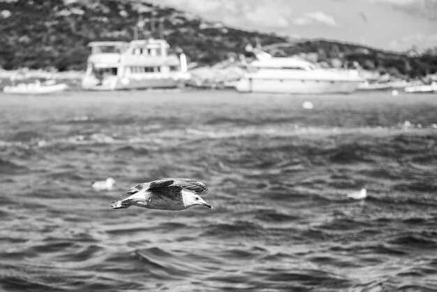 Vue rapprochée d'une mouette survolant la mer de Sardaigne, en Italie