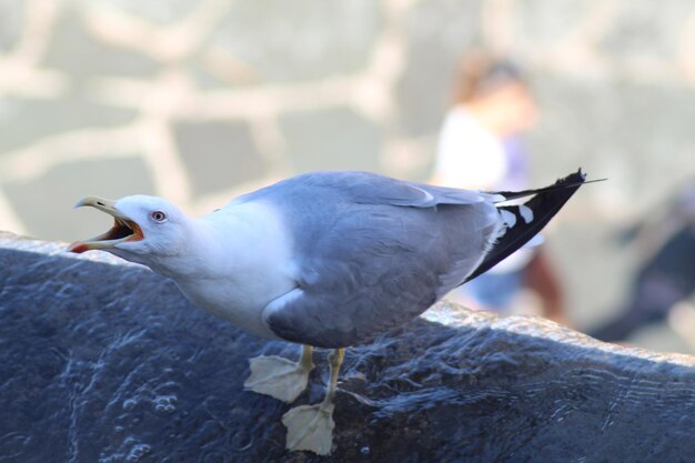 Vue rapprochée d'une mouette