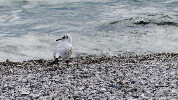 Photo vue rapprochée d'une mouette