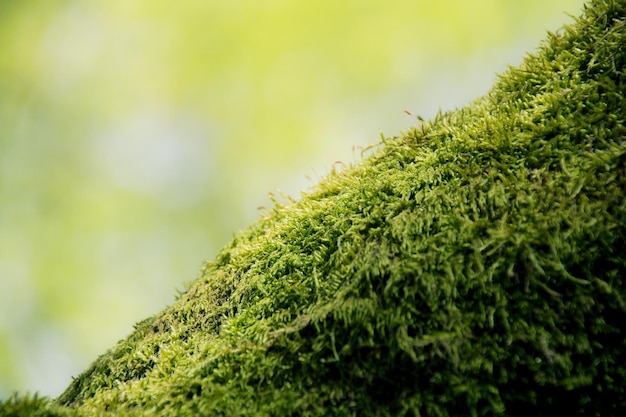 Vue rapprochée de la mousse qui pousse sur un arbre
