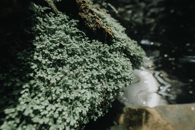 Photo vue rapprochée de la mousse qui pousse sur un arbre