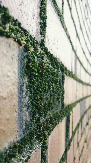 Photo vue rapprochée de la mousse qui pousse sur le mur