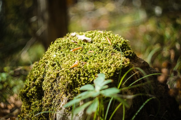 Vue rapprochée de la mousse qui pousse sur la plante