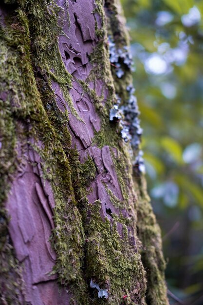 Photo vue rapprochée de la mousse qui pousse sur le tronc d'un arbre