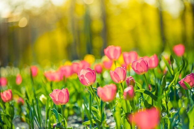 Vue rapprochée sur la nature d'étonnantes tulipes roses rouges qui fleurissent dans le jardin. Fleurs de printemps sous la lumière du soleil