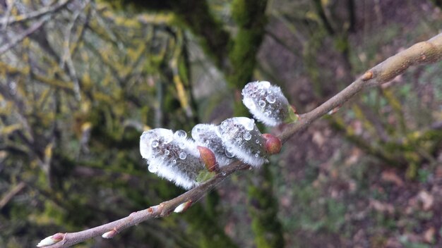 Photo vue rapprochée de la neige sur l'arbre à fleurs