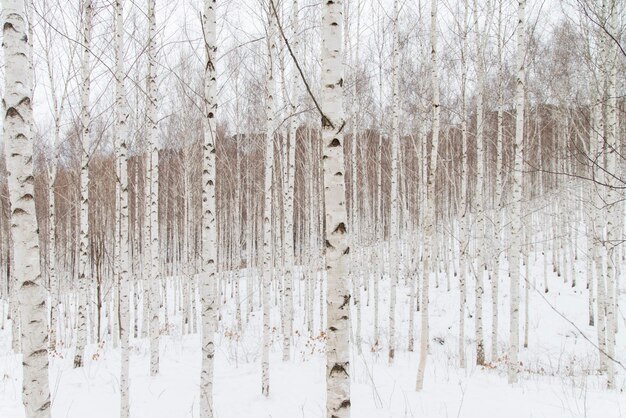 Photo vue rapprochée de la neige sur des arbres nus dans la forêt