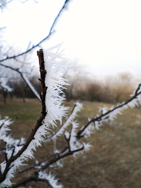 Photo vue rapprochée de la neige sur la branche