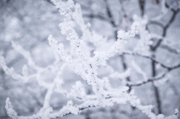 Vue rapprochée de la neige sur la branche