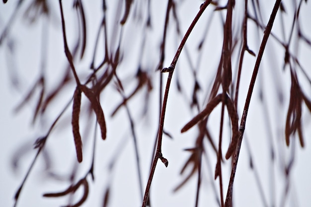Photo vue rapprochée de la neige sur les feuilles en hiver