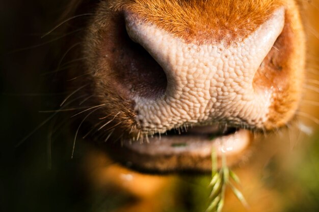 Vue rapprochée d'un nez humide d'une vache