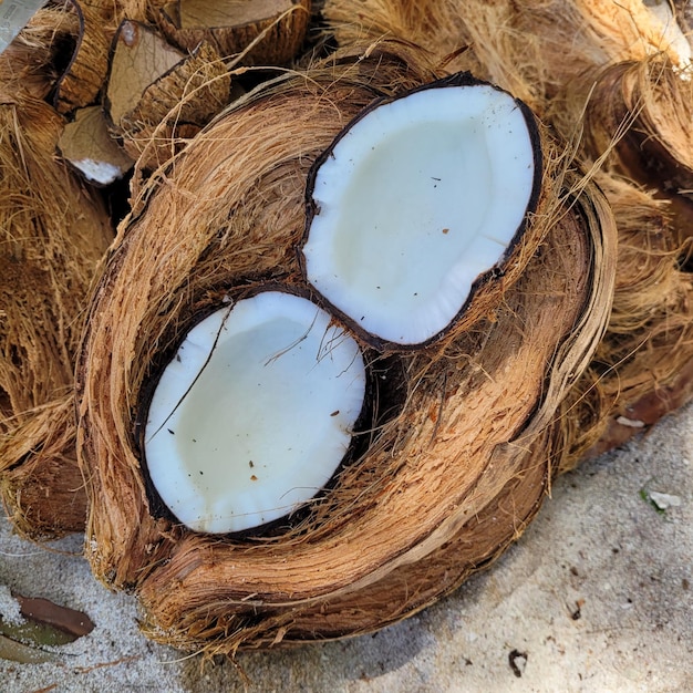 Vue rapprochée de la noix de coco