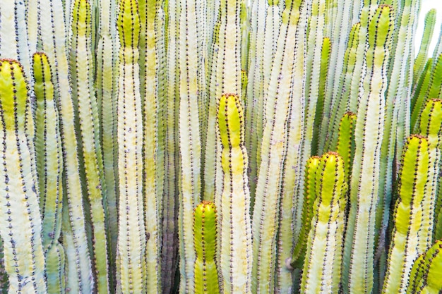 Vue rapprochée de nombreux troncs verts d'euphorbe cactus euphorbia canariensis. Peut être utilisé comme bac nature