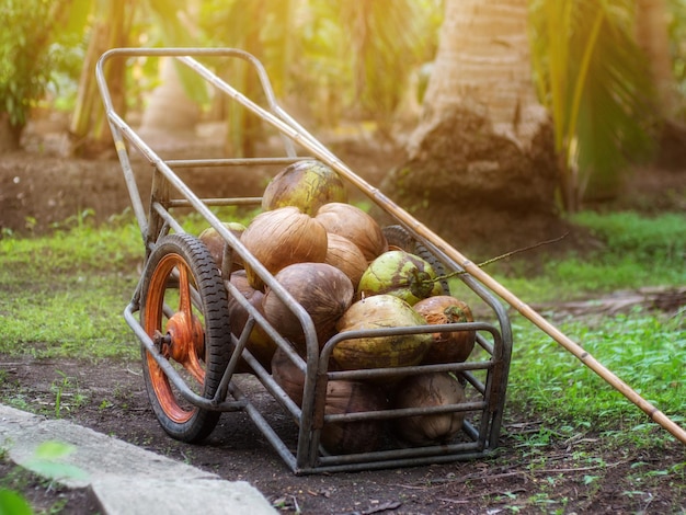 Photo vue rapprochée de la nourriture dans le panier sur la noix de coco de campagne