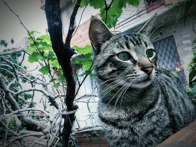 Vue rapprochée de l'observation des chats domestiques