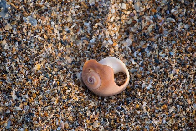 Photo vue rapprochée des obus sur la plage