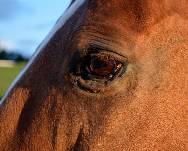 Photo vue rapprochée de l'œil du cheval