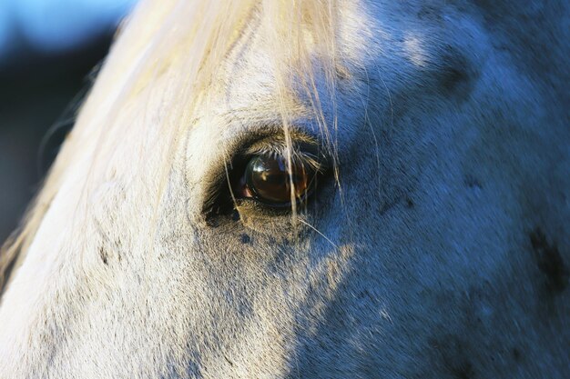 Photo vue rapprochée de l'œil du cheval