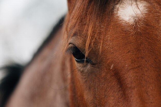 Vue rapprochée de l'œil du cheval