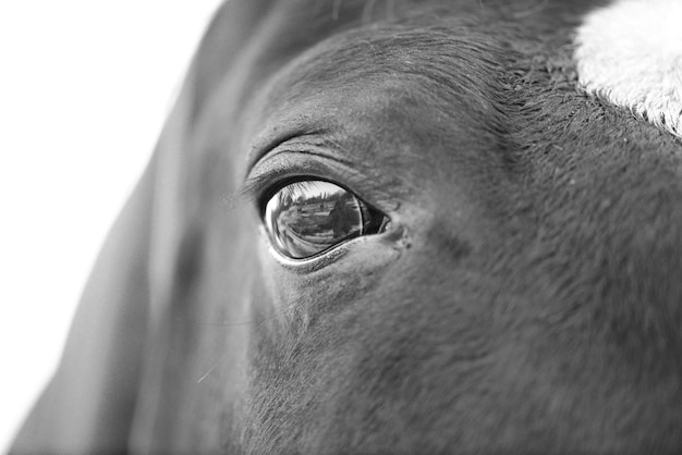 Photo vue rapprochée de l'œil du cheval