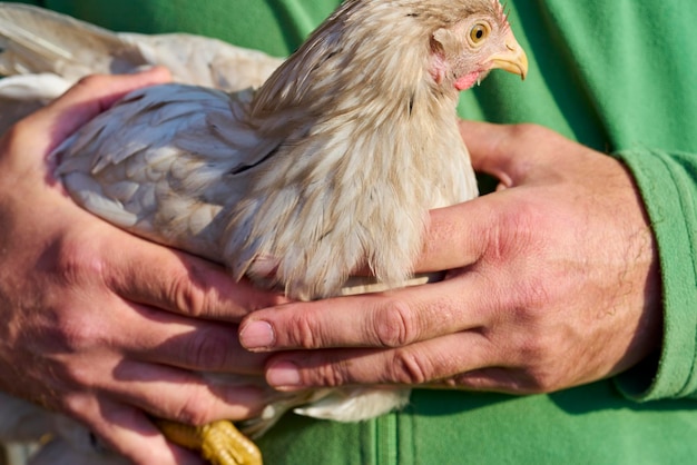 Photo vue rapprochée d'un oiseau bébé tenant la main