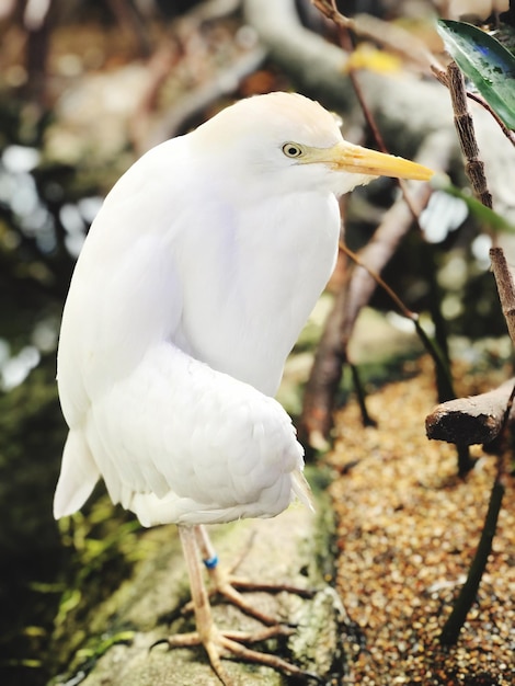 Photo vue rapprochée d'un oiseau blanc perché sur une branche