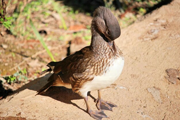 Photo vue rapprochée d'un oiseau-canard sur un champ