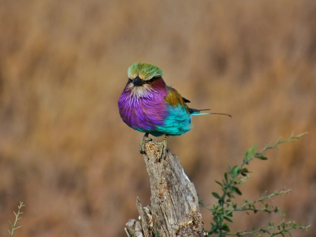 Vue rapprochée d'un oiseau perché sur une branche