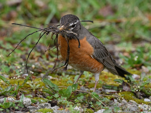 Photo vue rapprochée d'un oiseau perché sur un champ