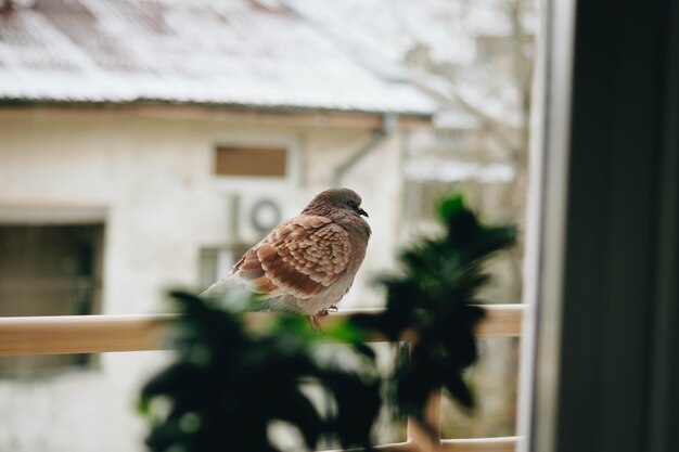 Photo vue rapprochée d'un oiseau perché sur une fenêtre