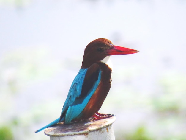 Photo vue rapprochée d'un oiseau perché