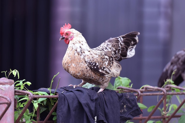 Vue rapprochée d'un oiseau perché