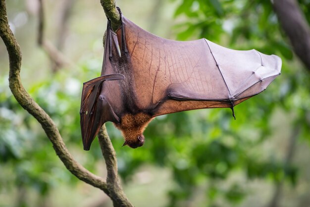 Vue rapprochée d'un oiseau en vol