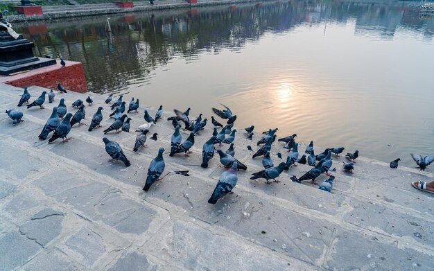 vue rapprochée des oiseaux pigeons dans l'étang de Kamal