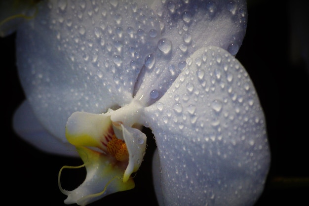 Photo vue rapprochée d'une orchidée blanche mouillée en fleurs à l'extérieur